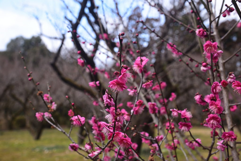 230214京都植物園48鹿児島