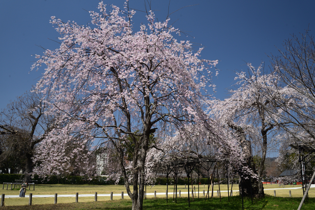 210323a上賀茂神社24