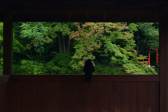220823京都植物園31
