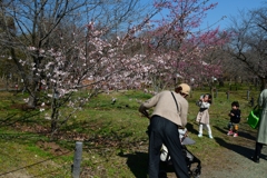 250322京都植物園36