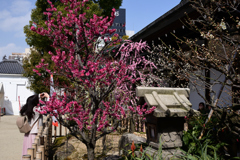 220305b大阪天満宮05