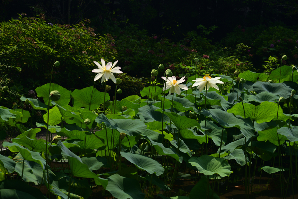 220725京都植物園16