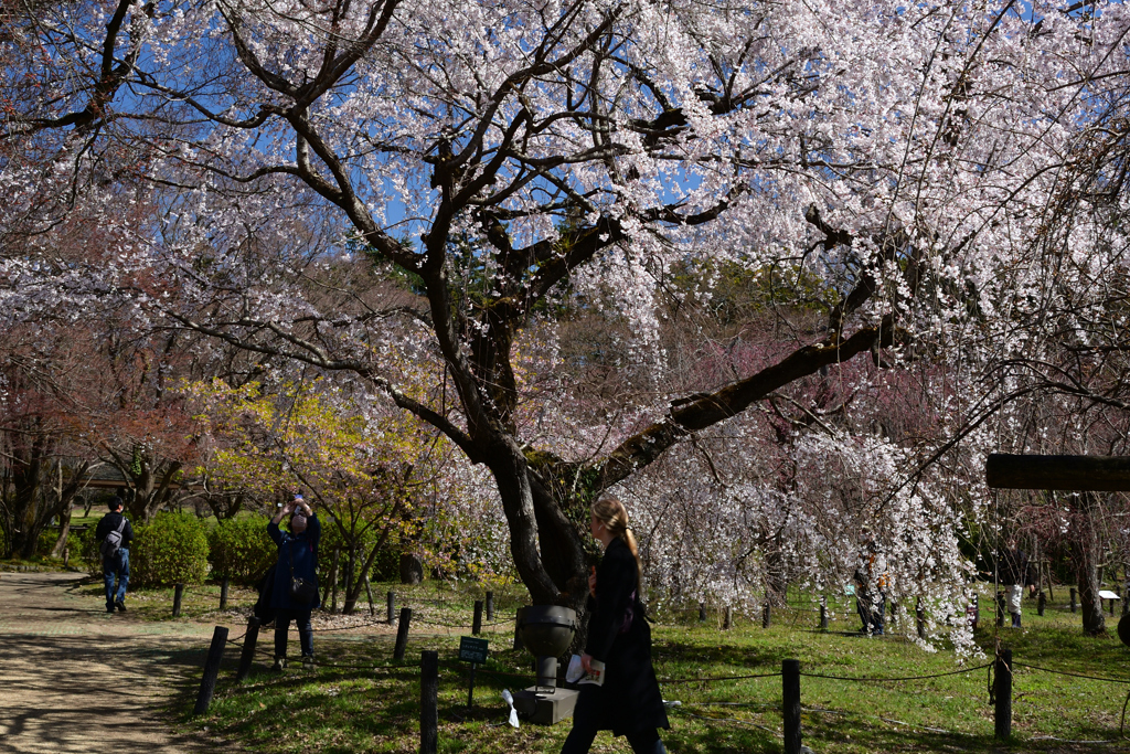 230320a京都植物園09