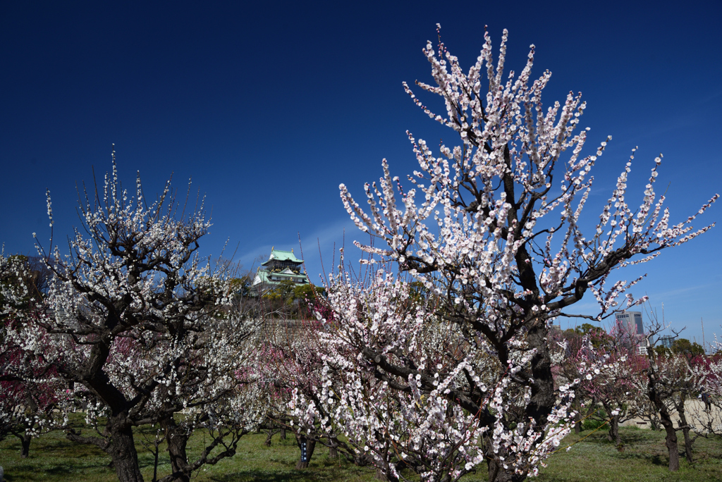 210225大阪城41