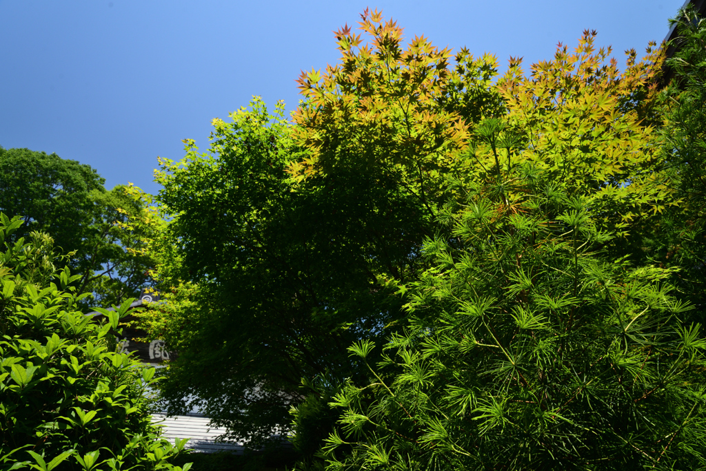 220529c安楽寺29