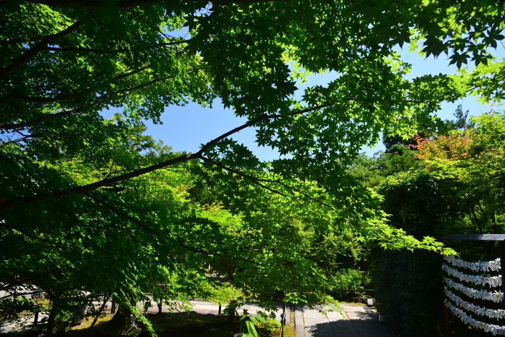 240525h勝林寺06
