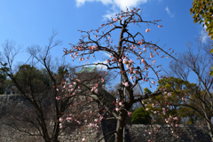 220211大阪城01呉服枝垂