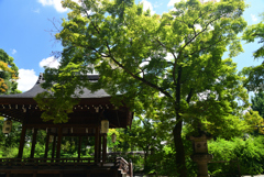220819a梨木神社08