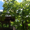 220819a梨木神社08