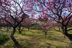 190212山田池公園37