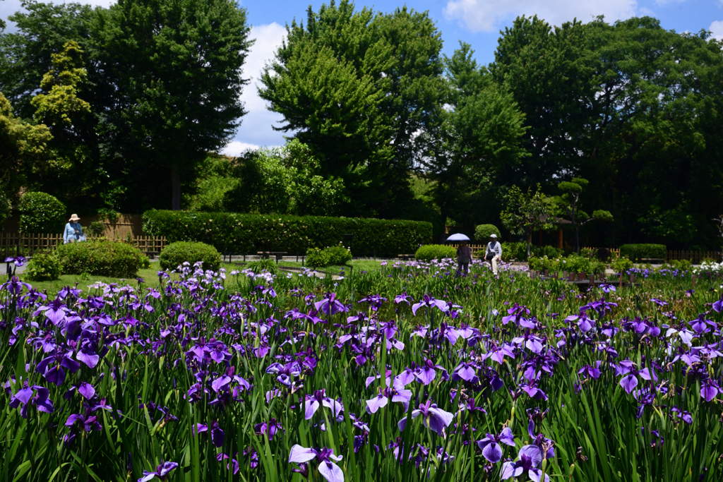 240603b城北公園04