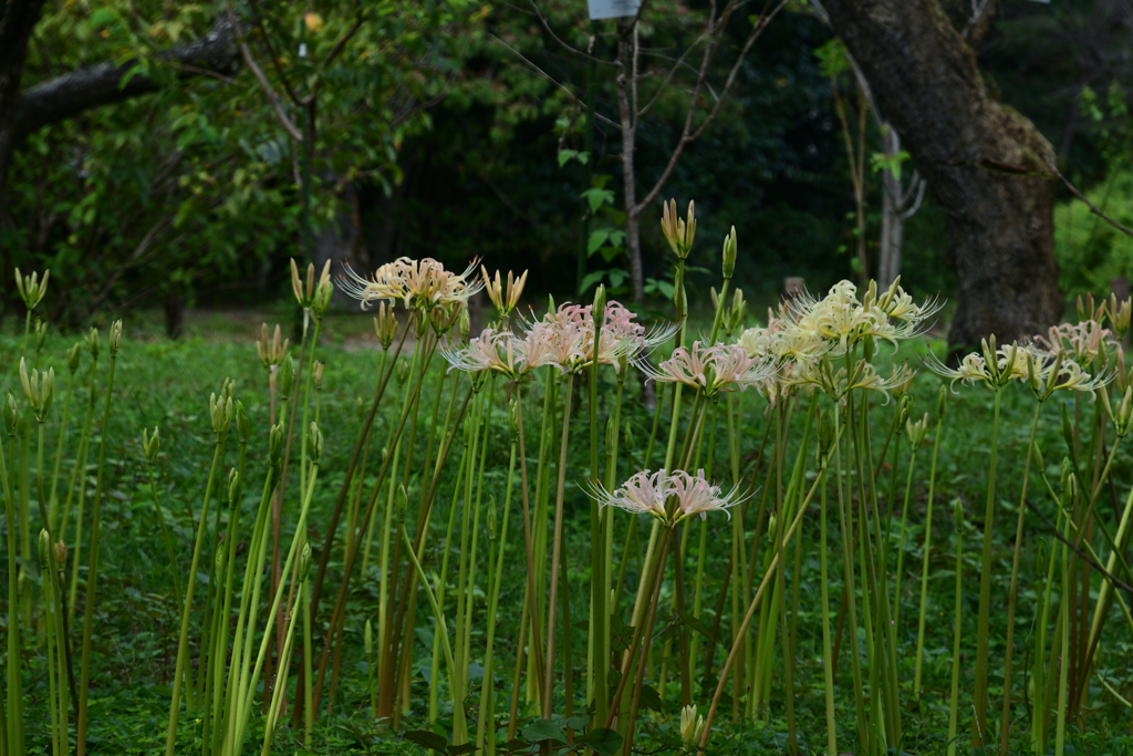 230919京都植物園08