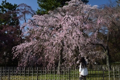 180323f御苑42+