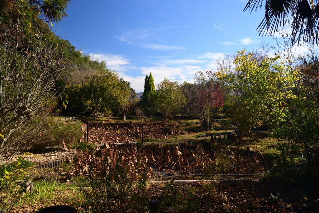 211129a法華寺03