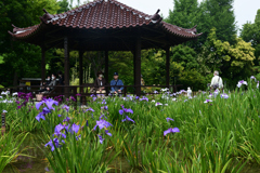 230607城北公園13潮来の夢