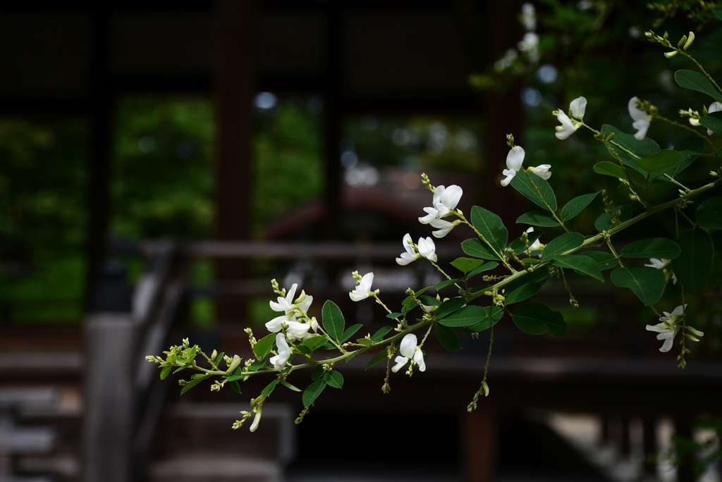 170915c梨木神社18