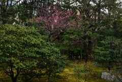 200122d宝鏡寺05 200122d宝鏡寺05