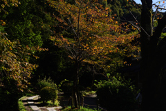 191102c哲学の道35