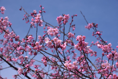 200309h梅小路公園58