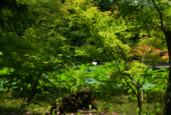 220725京都植物園59