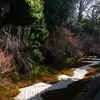 250121b建仁寺西来院19