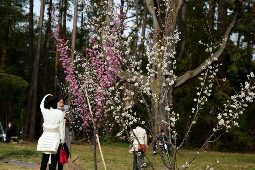 190222a京都植物園50