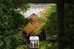 181104a金地院14