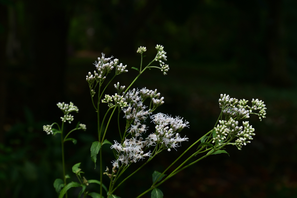 230919京都植物園09