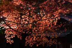 241129d三景園25
