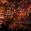 241129d三景園25