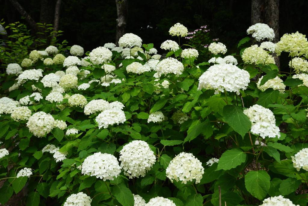 200627万博公園06