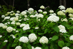 200627万博公園06