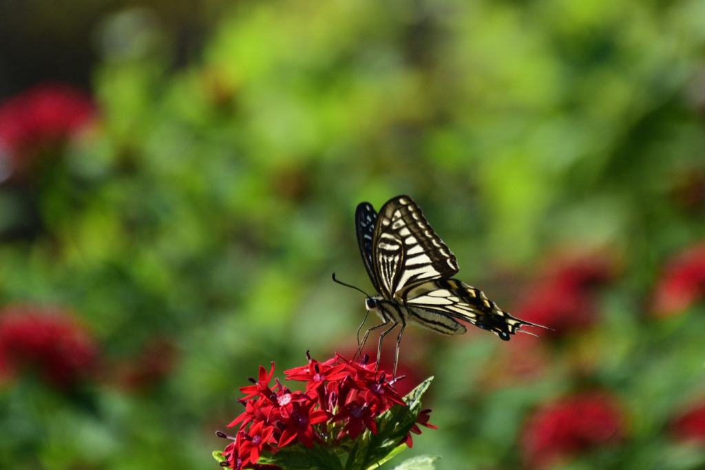 221002京都植物園32