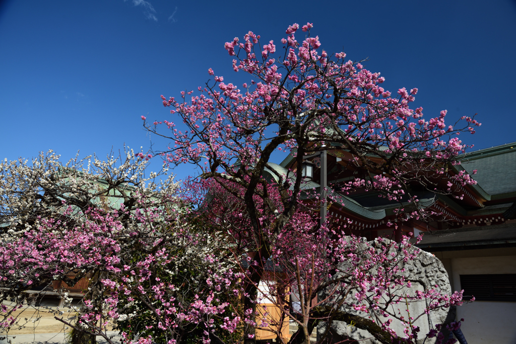 190223a北野天満宮73