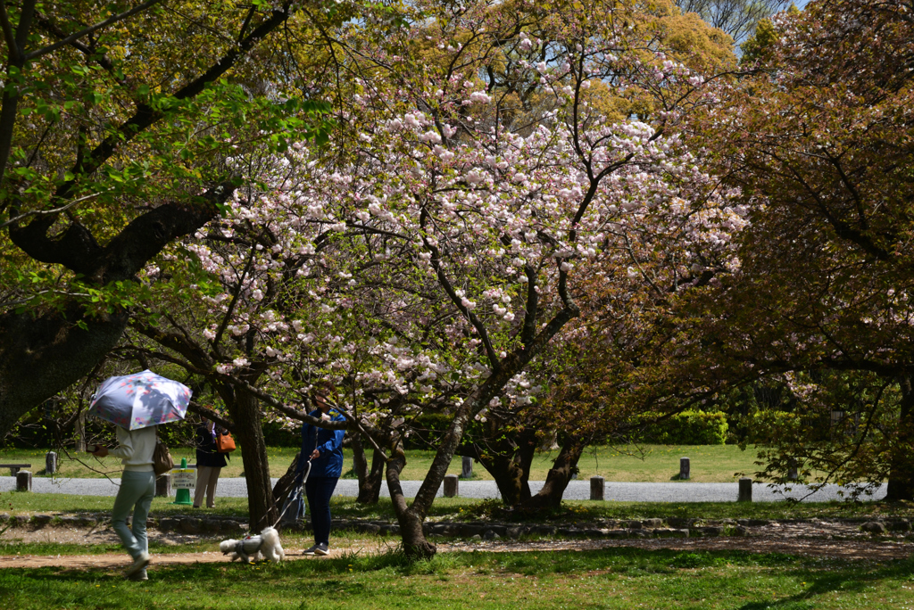 220412a京都御苑31