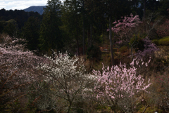 200228石山寺29 200228石山寺29