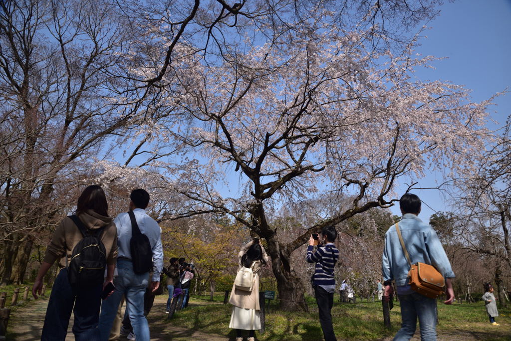 200321京都植物園10