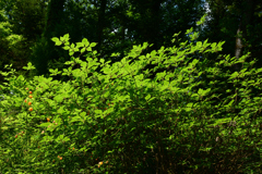 250504京都植物園23
