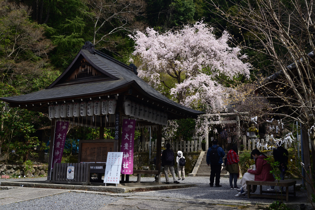 220402e哲学の道24