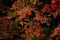 171117毘沙門堂06