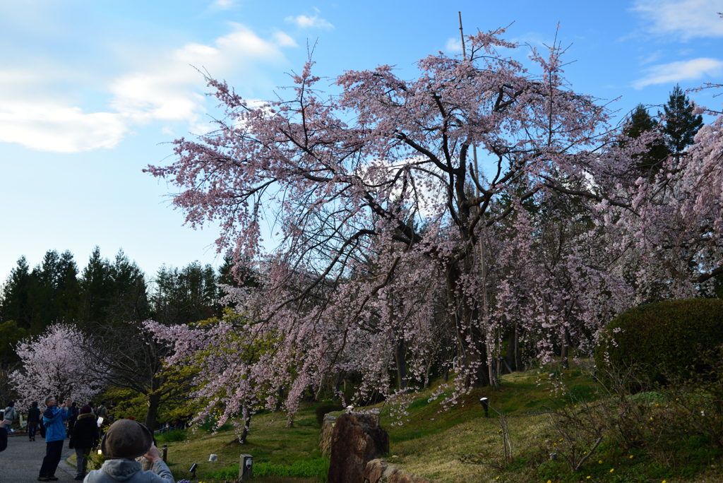 190331c宇治植物園13