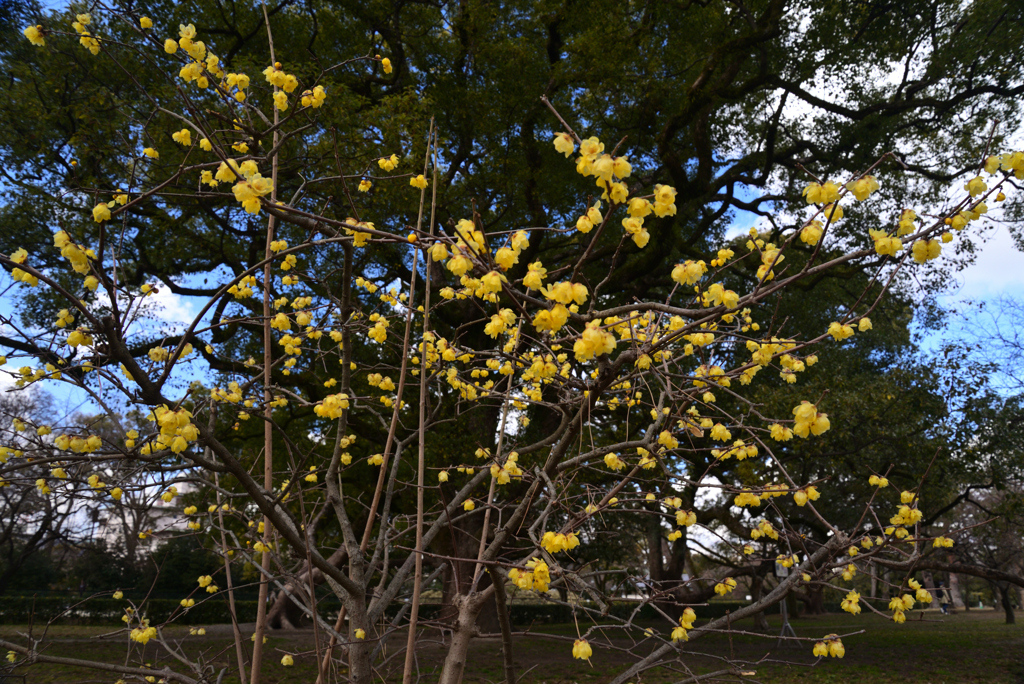 220222c京都御苑27