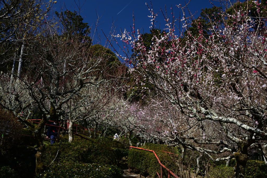 230315石山寺15