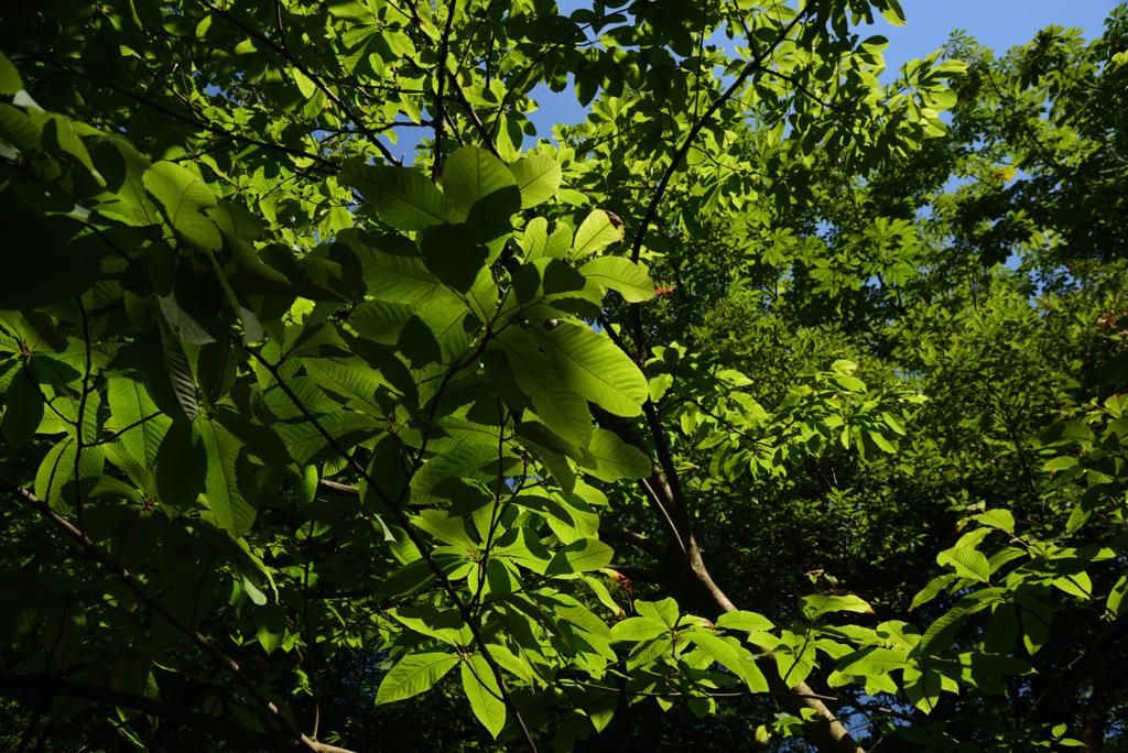 200623京都植物園59