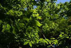 200623京都植物園59