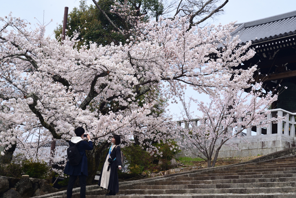 220402c金戒光明寺12