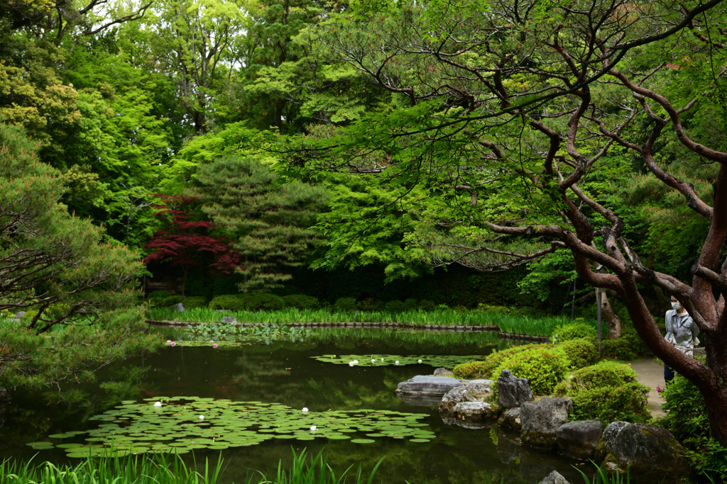 220506平安神宮08