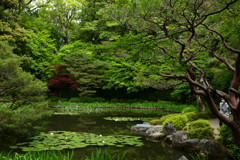 220506平安神宮08