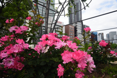 200522中之島公園36