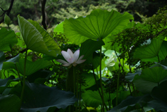 240727京都植物園50